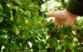 Bøg - fagus sylvatica