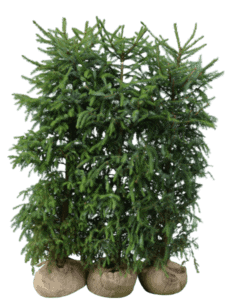 Serbergran