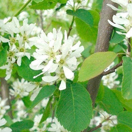 Amelanchier alnifolia