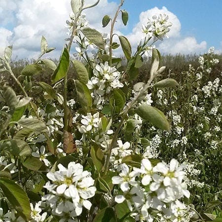Bærmispel Aks blomster
