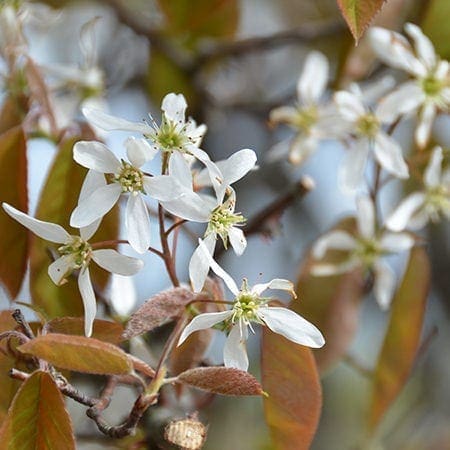Amelanchier lamarckii