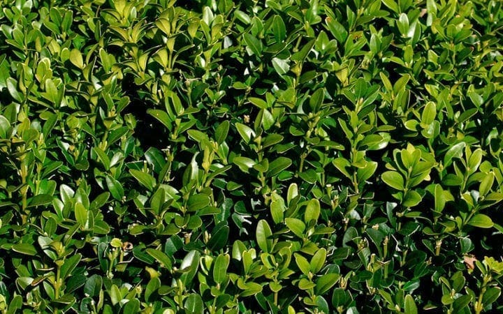 Buksbom - BUXUS SEMPERVIRENS