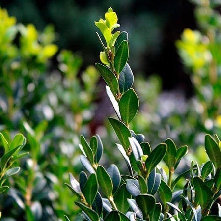 BUXUS SEMPERVIRENS