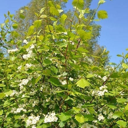 Crataegus intricata blade