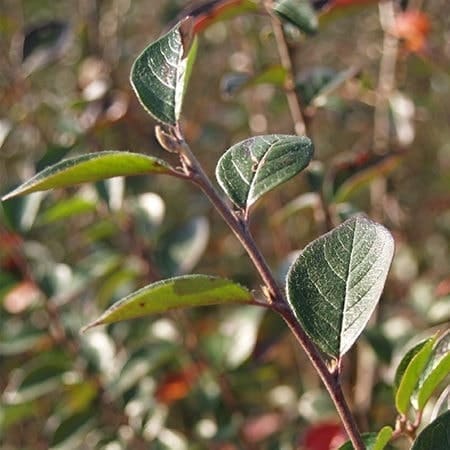 Cotoneaster lucidus