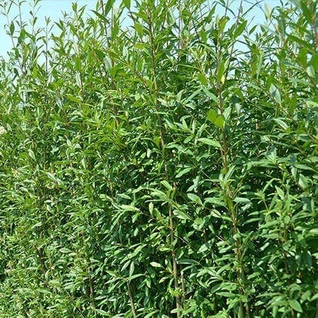 Liguster Listrum