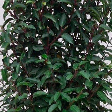 Prunus Angustifolia