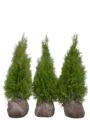 Thuja Smaragd
