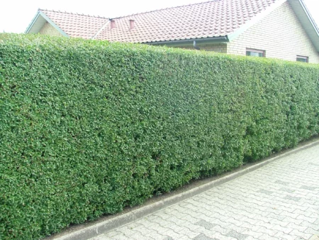 Ligustrum v ‘Liga’